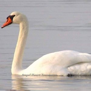 4x6 Original Photography Mute Swan Print